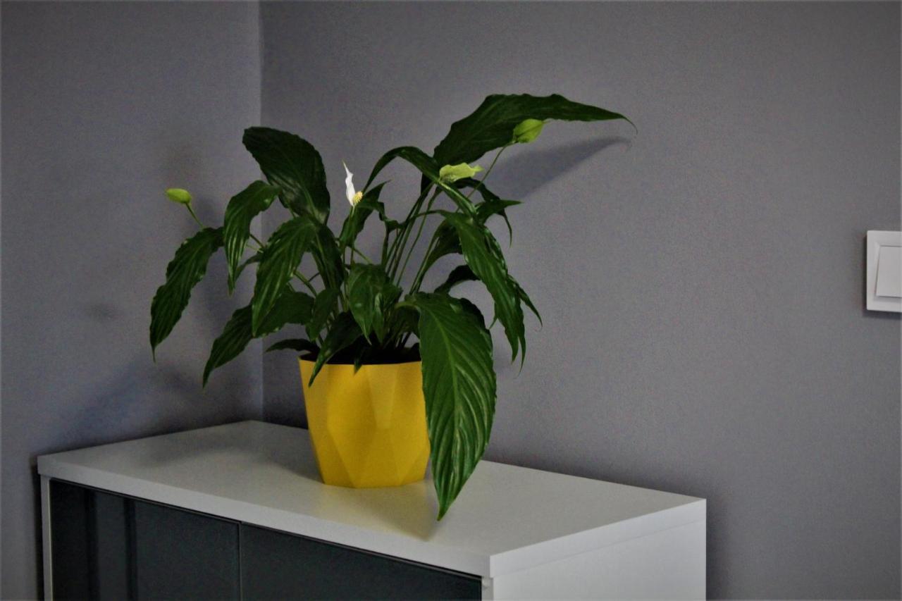 Apartament Przy Arsenale Breslavia Esterno foto